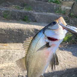 セイゴ（マルスズキ）