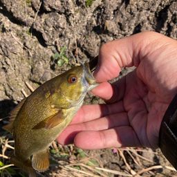 スモールマウスバス