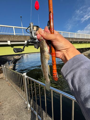 マハゼの釣果