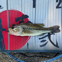 ラージマウスバス