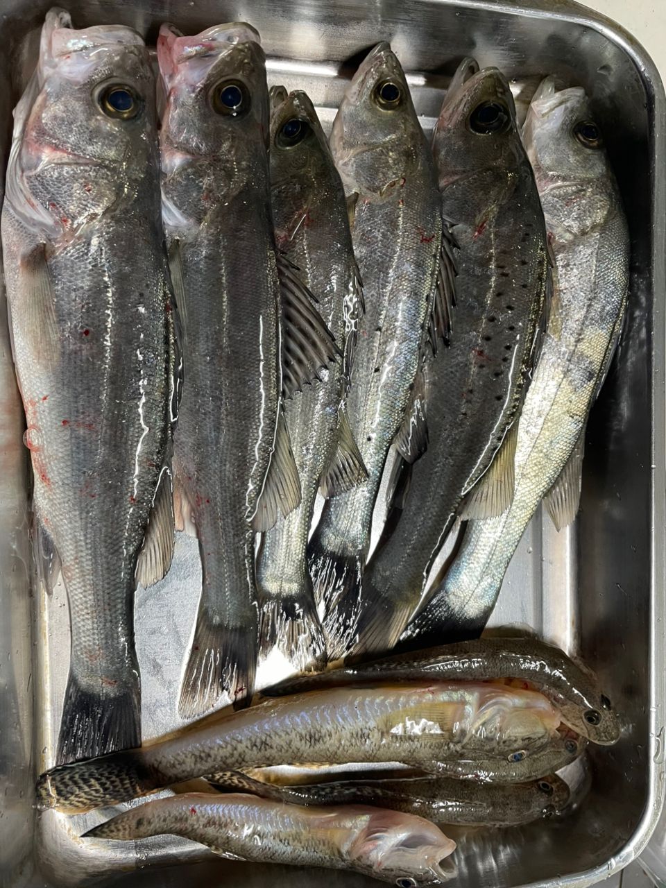 セイゴ（タイリクスズキ）