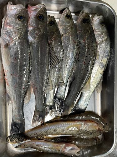 セイゴ（タイリクスズキ）の釣果