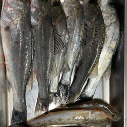 セイゴ（タイリクスズキ）