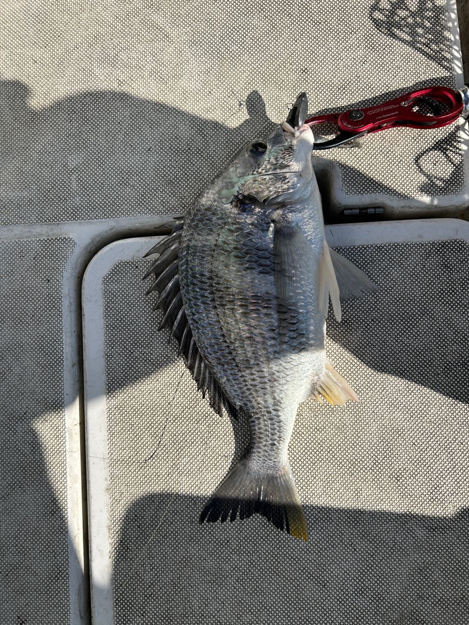チルグラさんの釣果 1枚目の画像