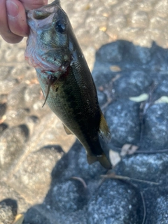ラージマウスバスの釣果