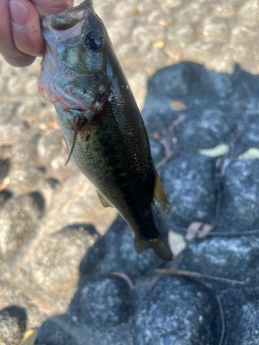 ラージマウスバスの釣果