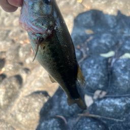 ラージマウスバス