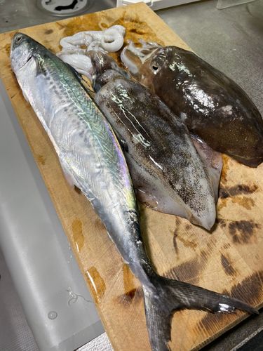 サゴシの釣果