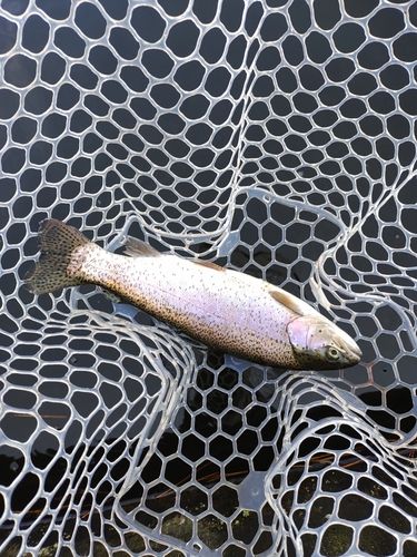 ニジマスの釣果