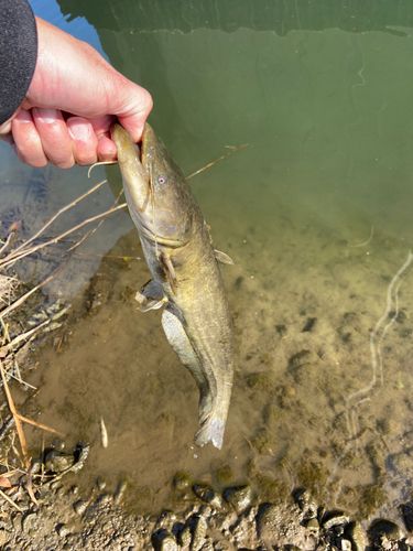 ナマズの釣果