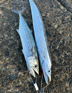 タチウオの釣果