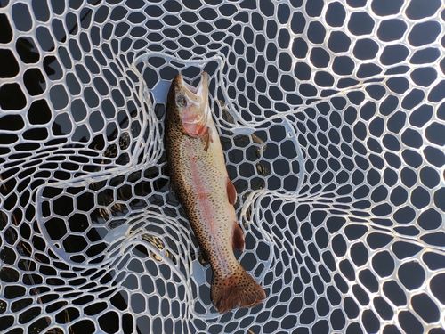 ニジマスの釣果