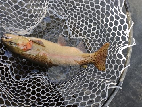 ニジマスの釣果
