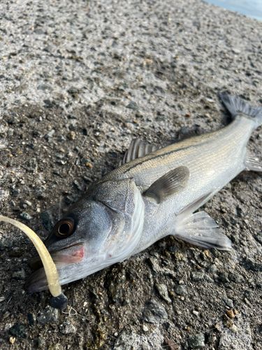 スズキの釣果