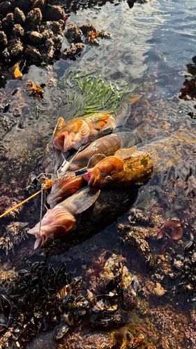 アイナメの釣果