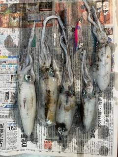 アオリイカの釣果
