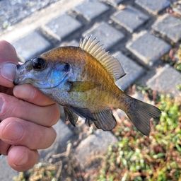 スモールマウスバス