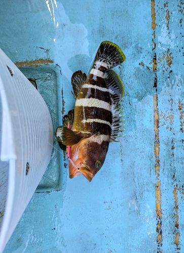 アオハタの釣果