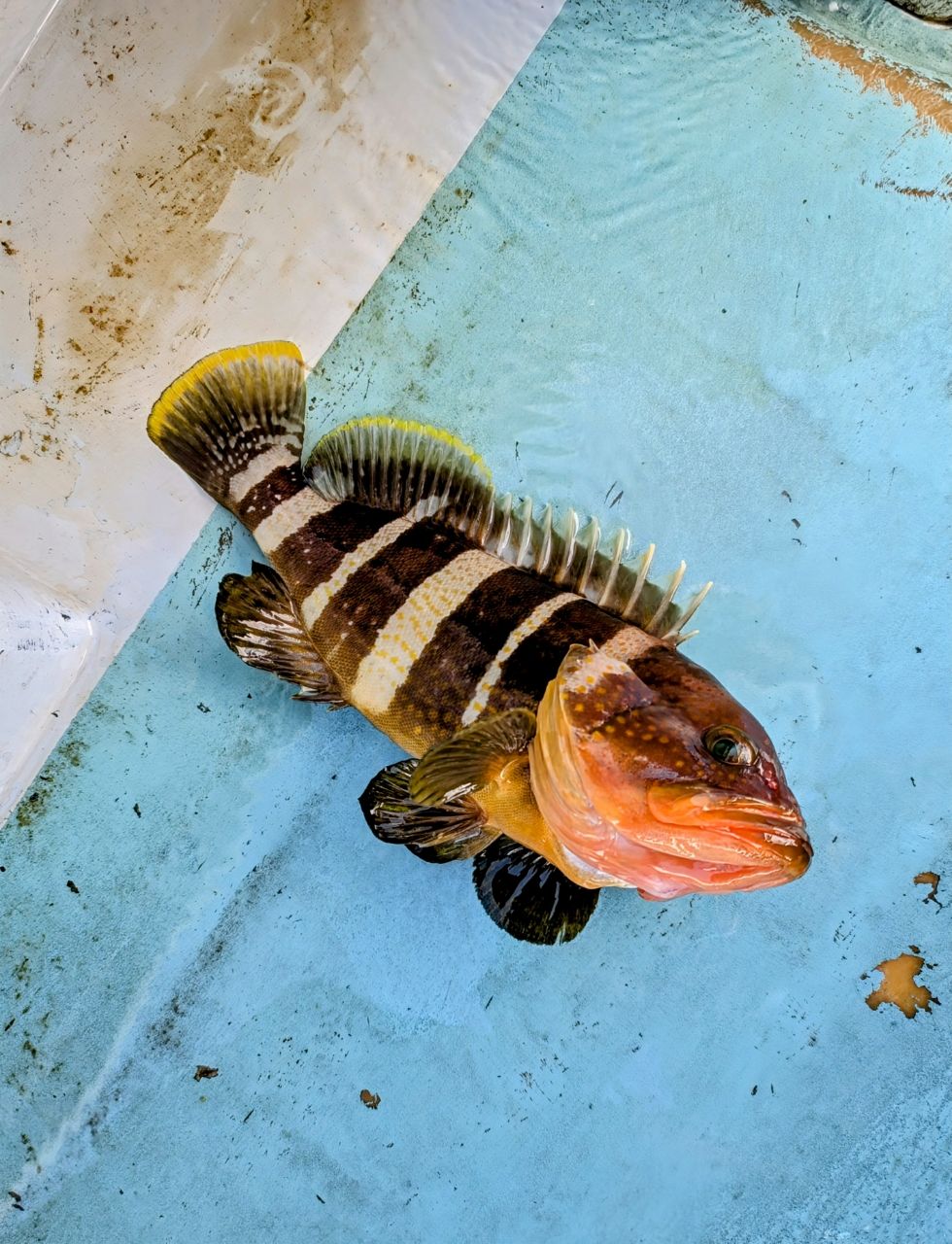 渓ドゥリーマーさんの釣果 2枚目の画像