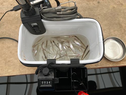 ワカサギの釣果