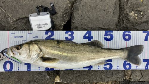 シーバスの釣果