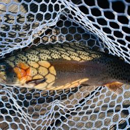 レインボートラウト