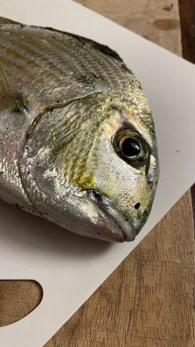 ヘダイの釣果