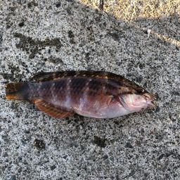 アカササノハベラ