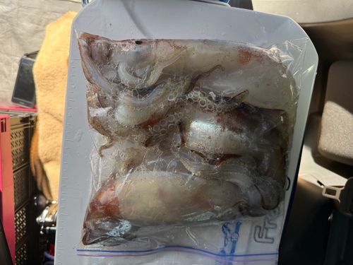 スルメイカの釣果