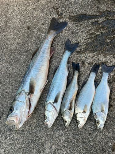シーバスの釣果