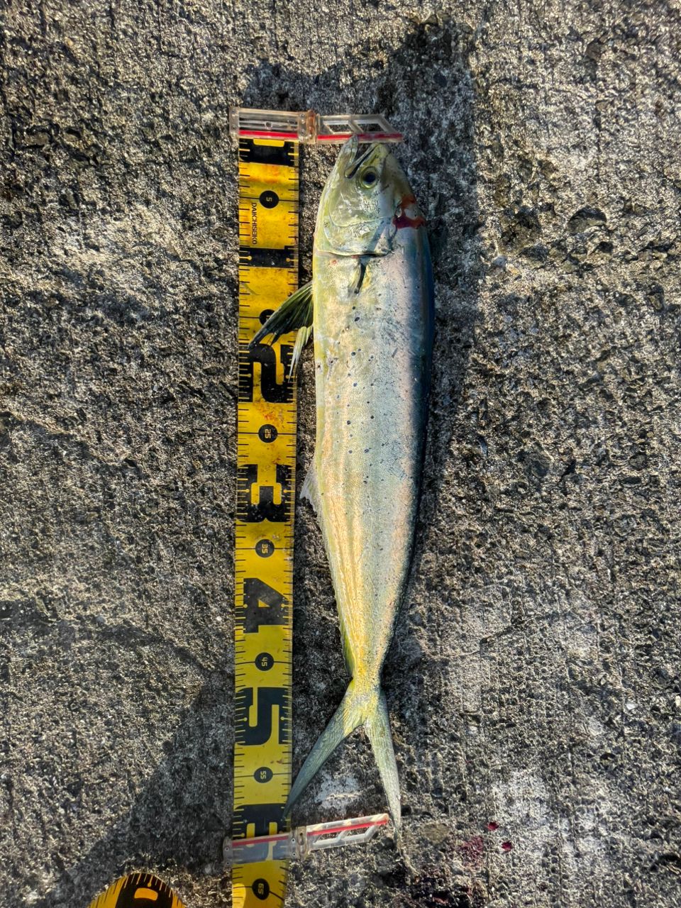 ミドさんの釣果 2枚目の画像