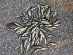 ブラックバスの釣果