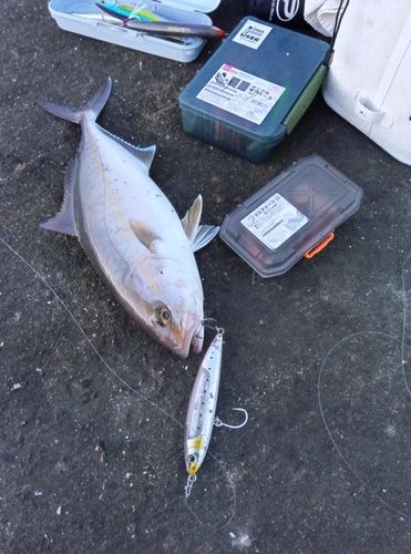 カンパチの釣果