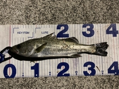 セイゴ（マルスズキ）の釣果