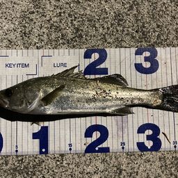 セイゴ（マルスズキ）