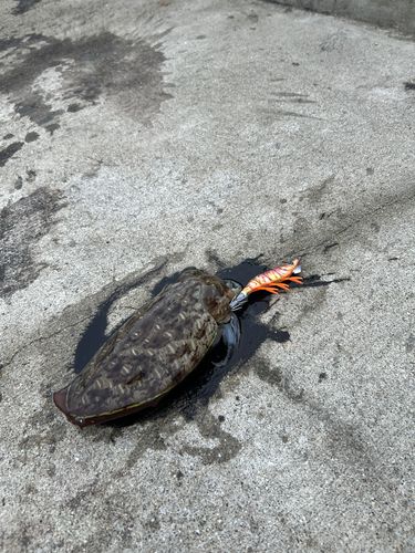 モンゴウイカの釣果