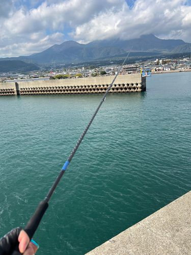 モンゴウイカの釣果