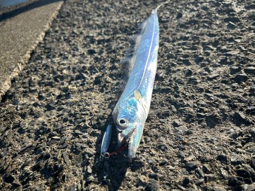 タチウオの釣果