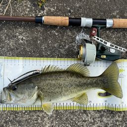 ラージマウスバス