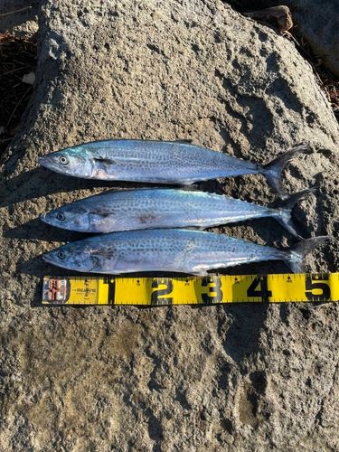 サワラの釣果