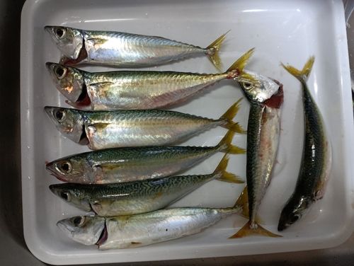 サバの釣果
