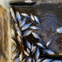 タイリクバラタナゴ