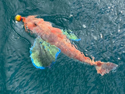 ホウボウの釣果