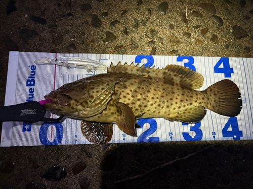 チャイロマルハタの釣果