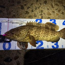 チャイロマルハタ