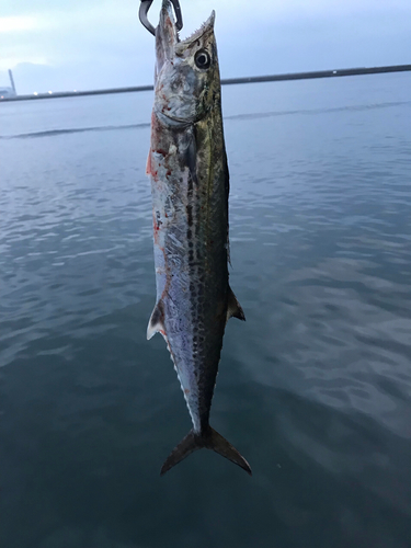 サゴシの釣果