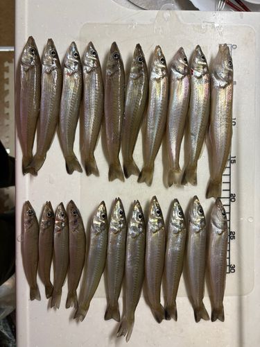 シロギスの釣果