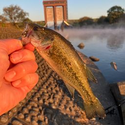 ラージマウスバス