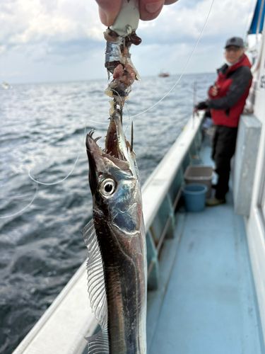 タチウオの釣果