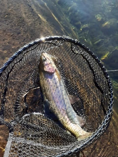 ニジマスの釣果